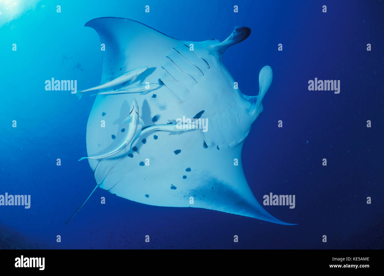 Underside full body view of a giant oceanic manta ray. Stock Photo
