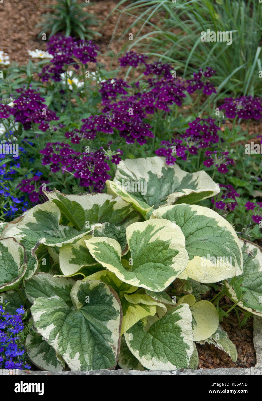 Shade garden planting with purple verbena and brunnera Stock Photo