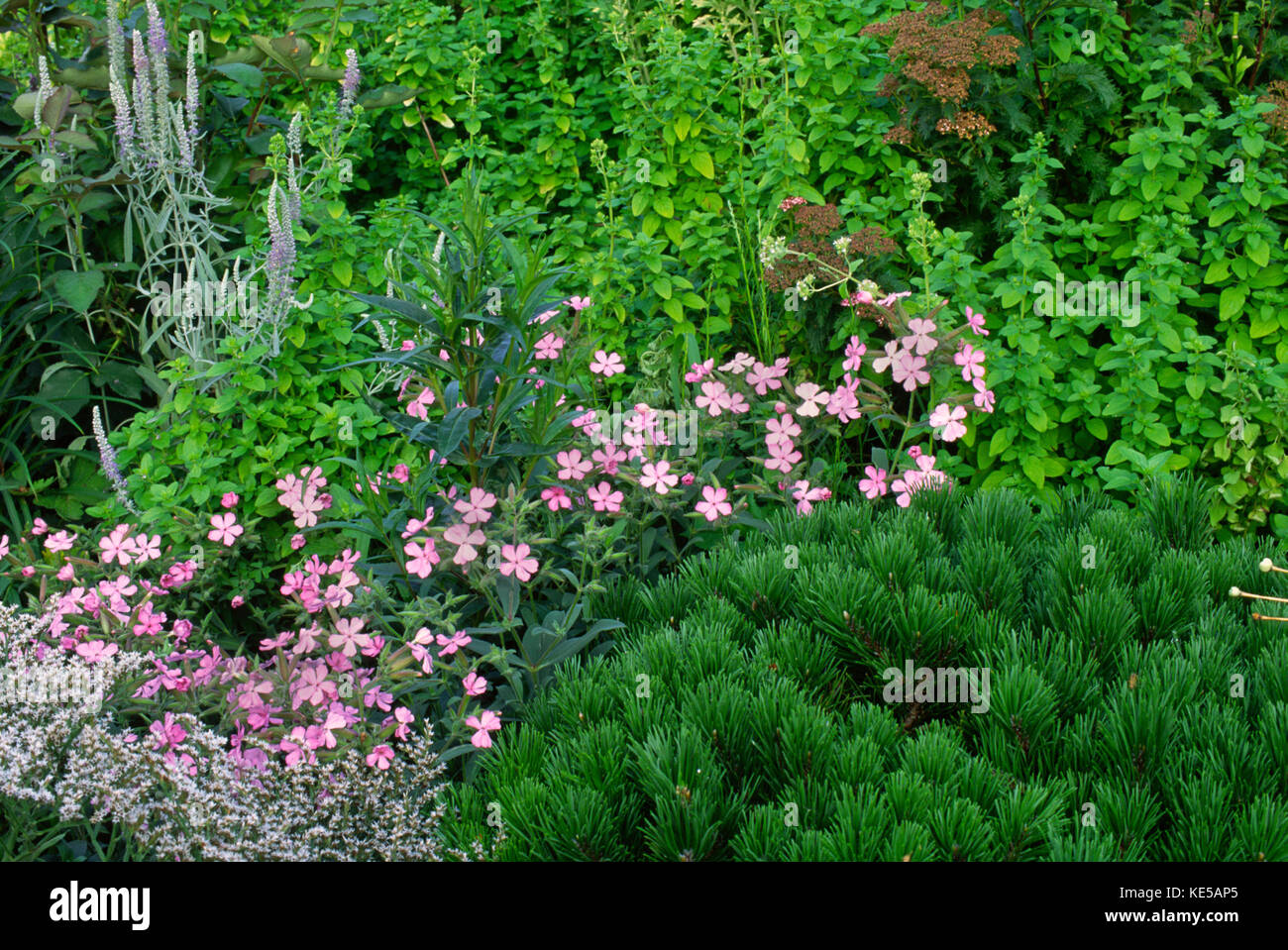 Soapwort,” max frei’ in garden with Linus mugs,and veronica Stock Photo