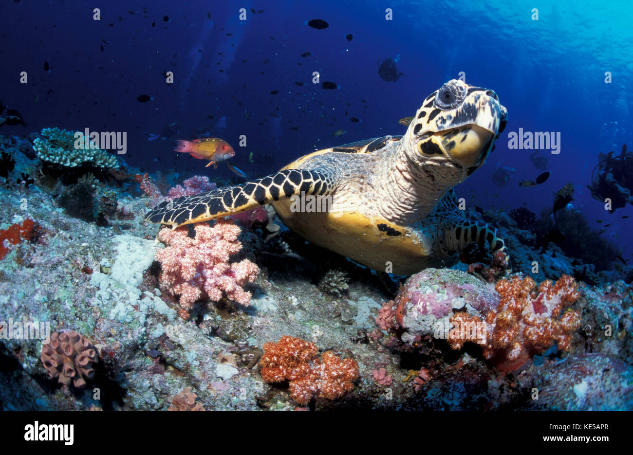 Hawksbill sea turtle, South Ari Atoll, Maldives. Stock Photo