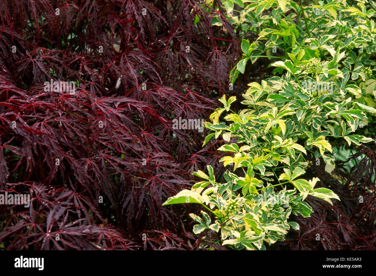 Contrasting foliage of Japanese maple and variegated aralia Stock Photo