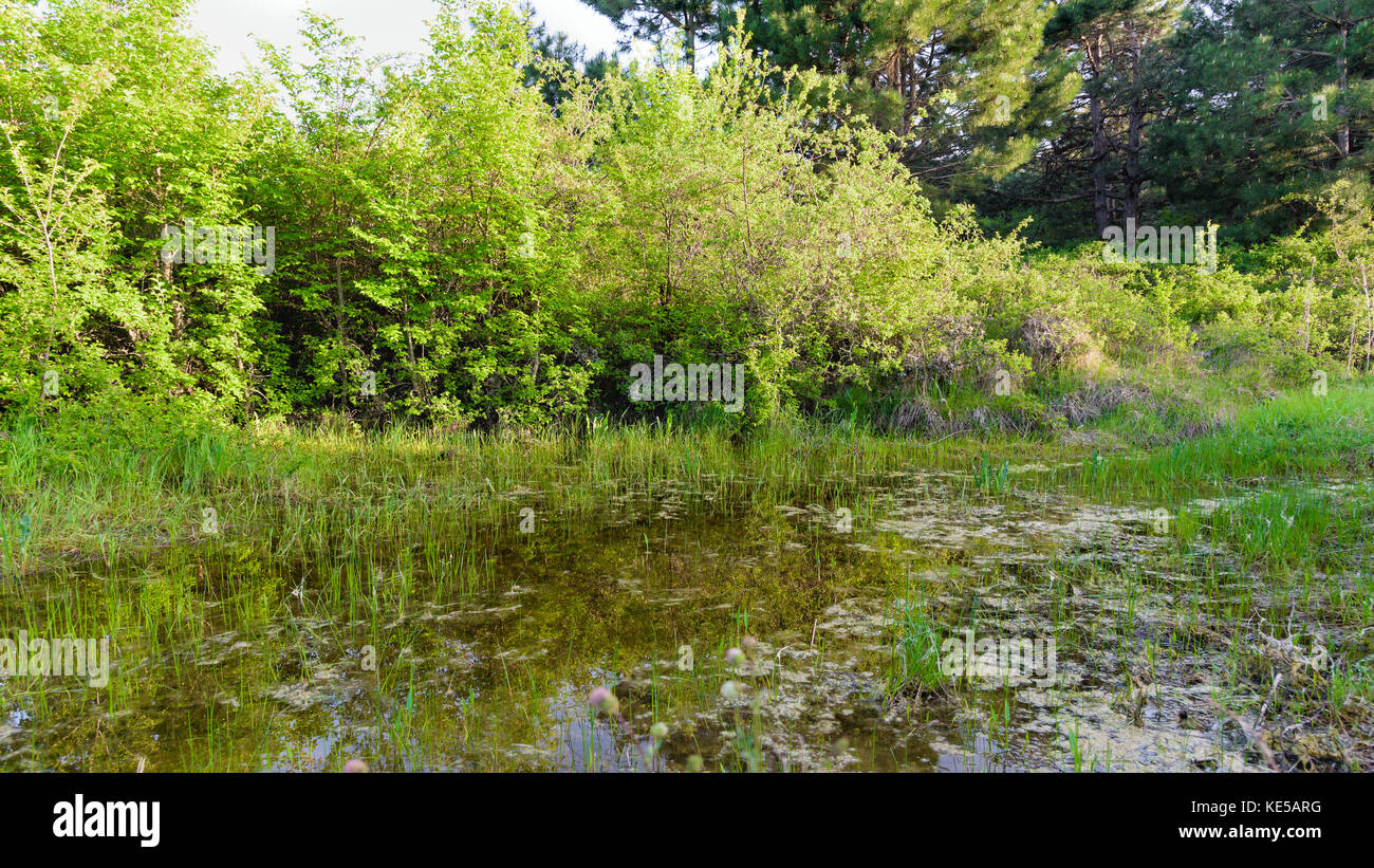 Forest lake with pine trees Stock Photo - Alamy