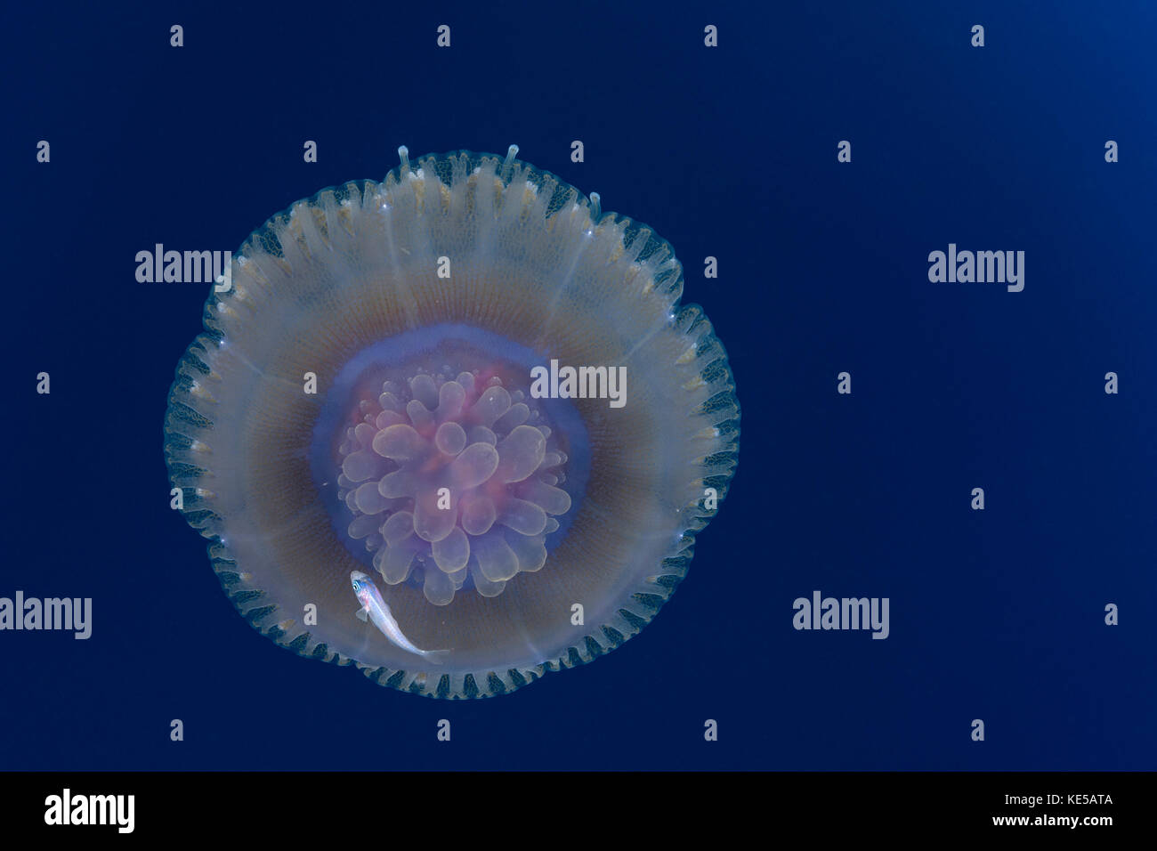 Cauliflower Jellyfish and juvenile Fish, Cephea cephea, Elphinstone Reef, Red Sea, Egypt Stock