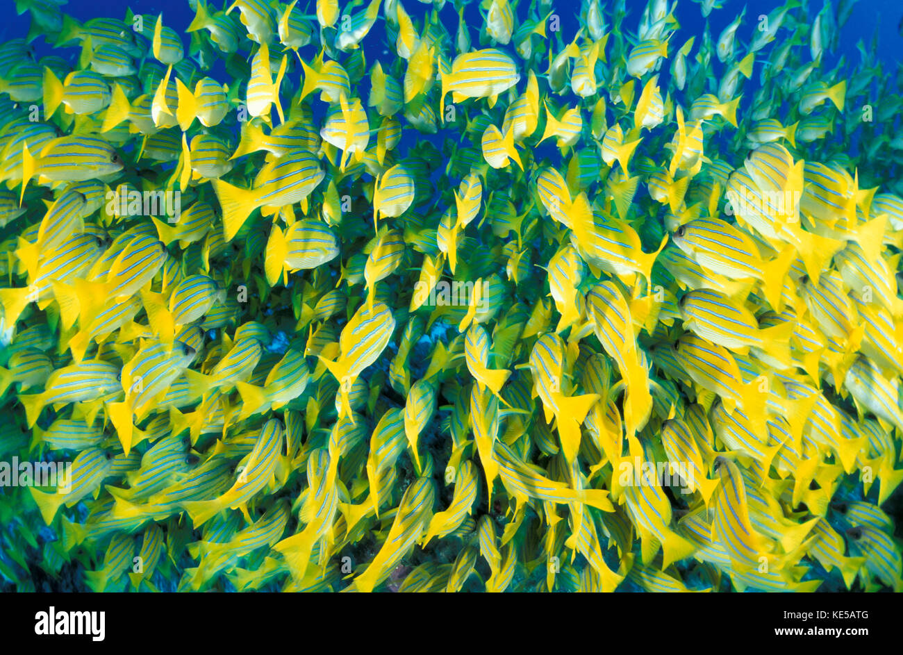 Rear view of blue-striped snapper schooling in the South Ari Atoll, Maldives. Stock Photo