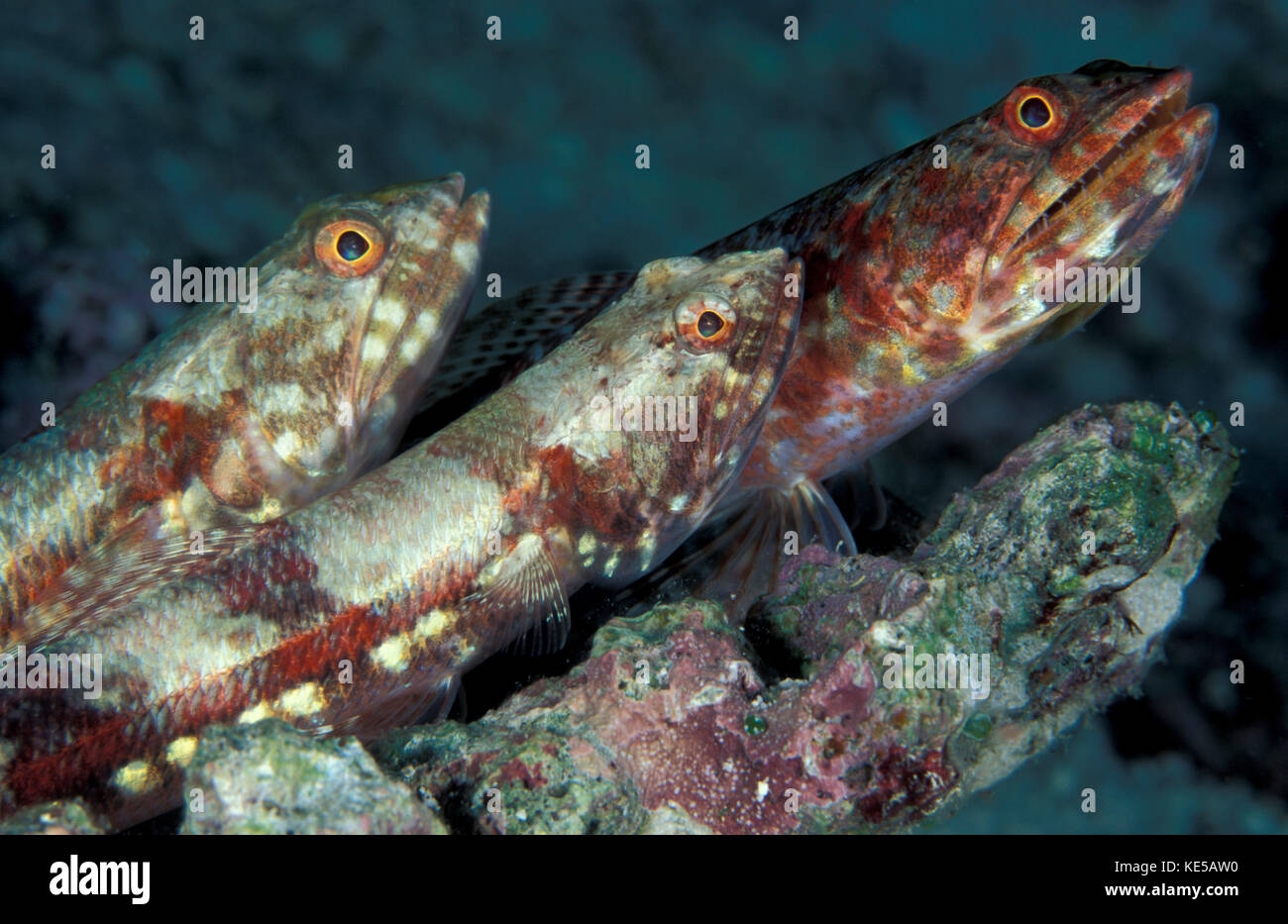 A trio of benthic Gracile lizardfish perched on a rock in the Maldives. Stock Photo