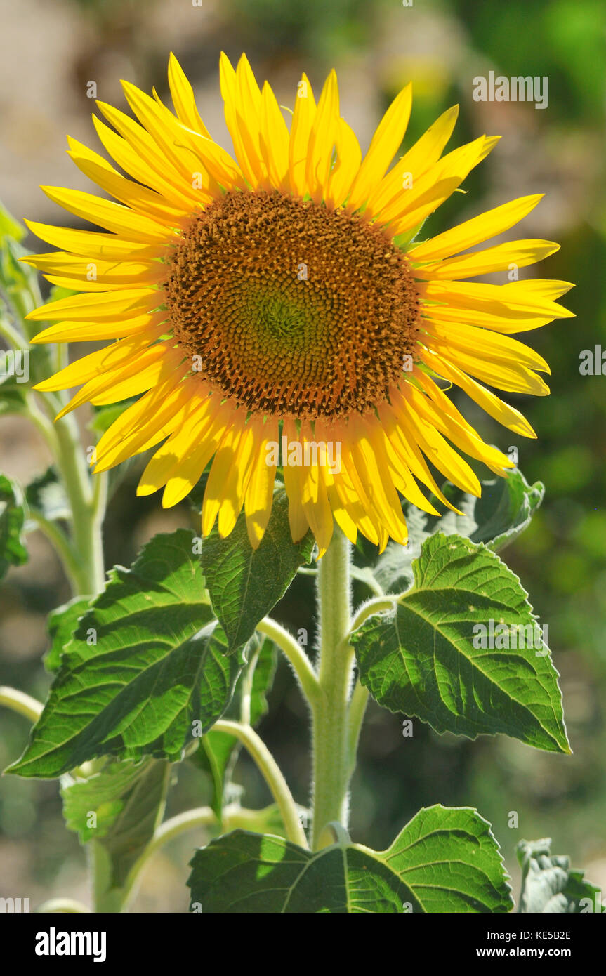 Sunflower spain not field hires stock photography and images Alamy