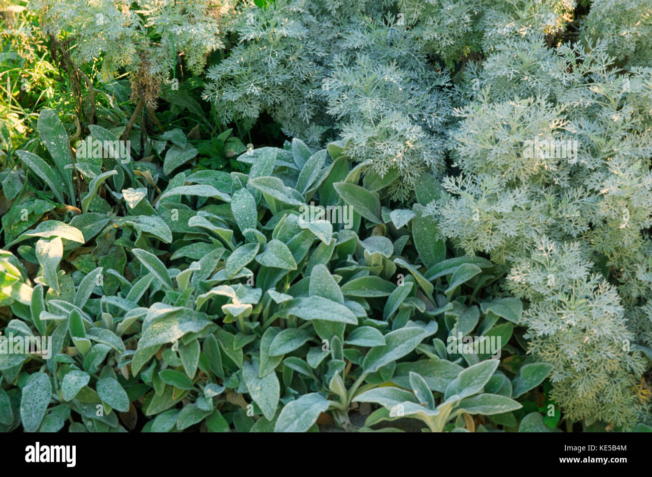 Silver foliage plants: artemisia and Stachys Stock Photo