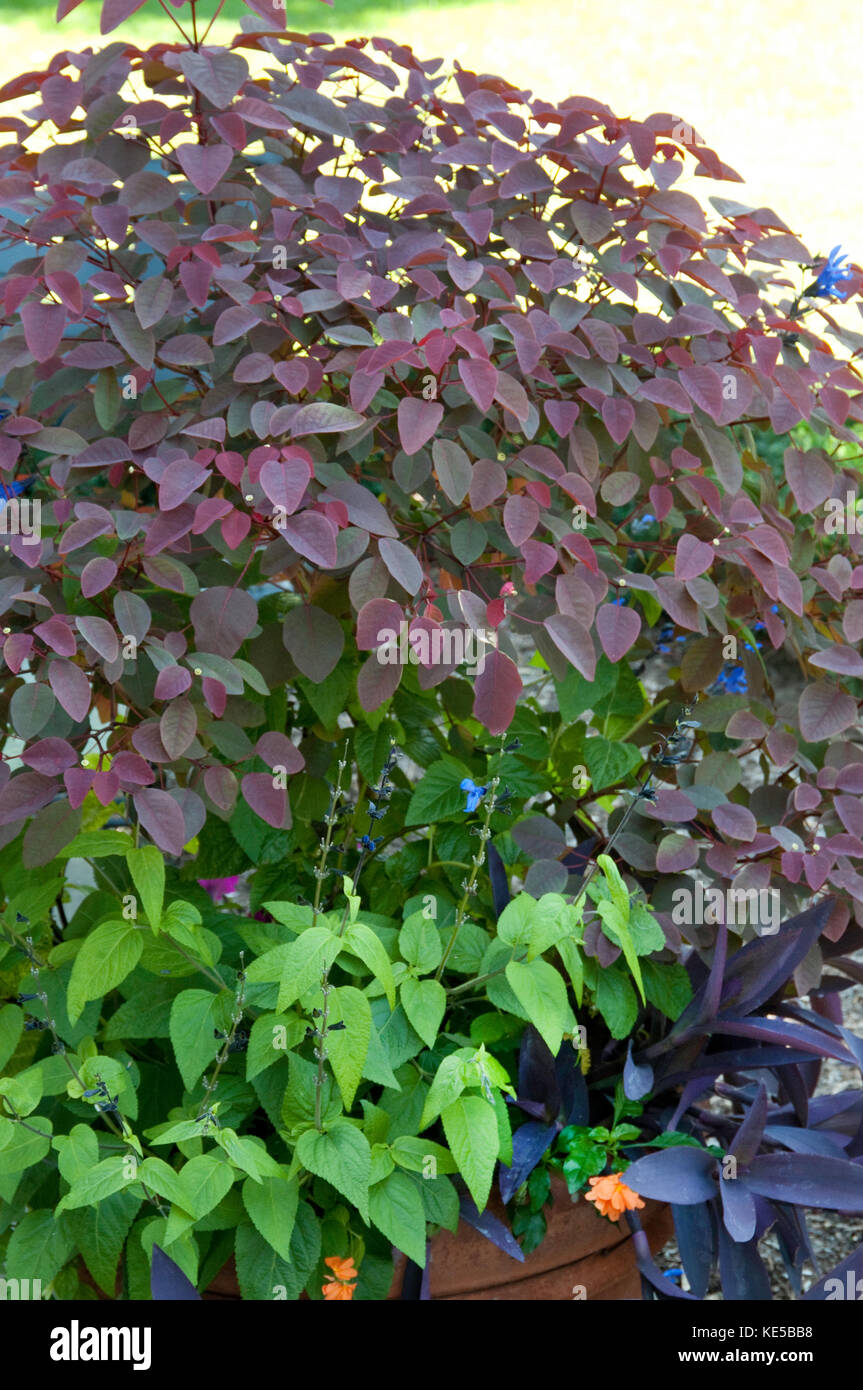Euphorbia cotinifolia Stock Photo