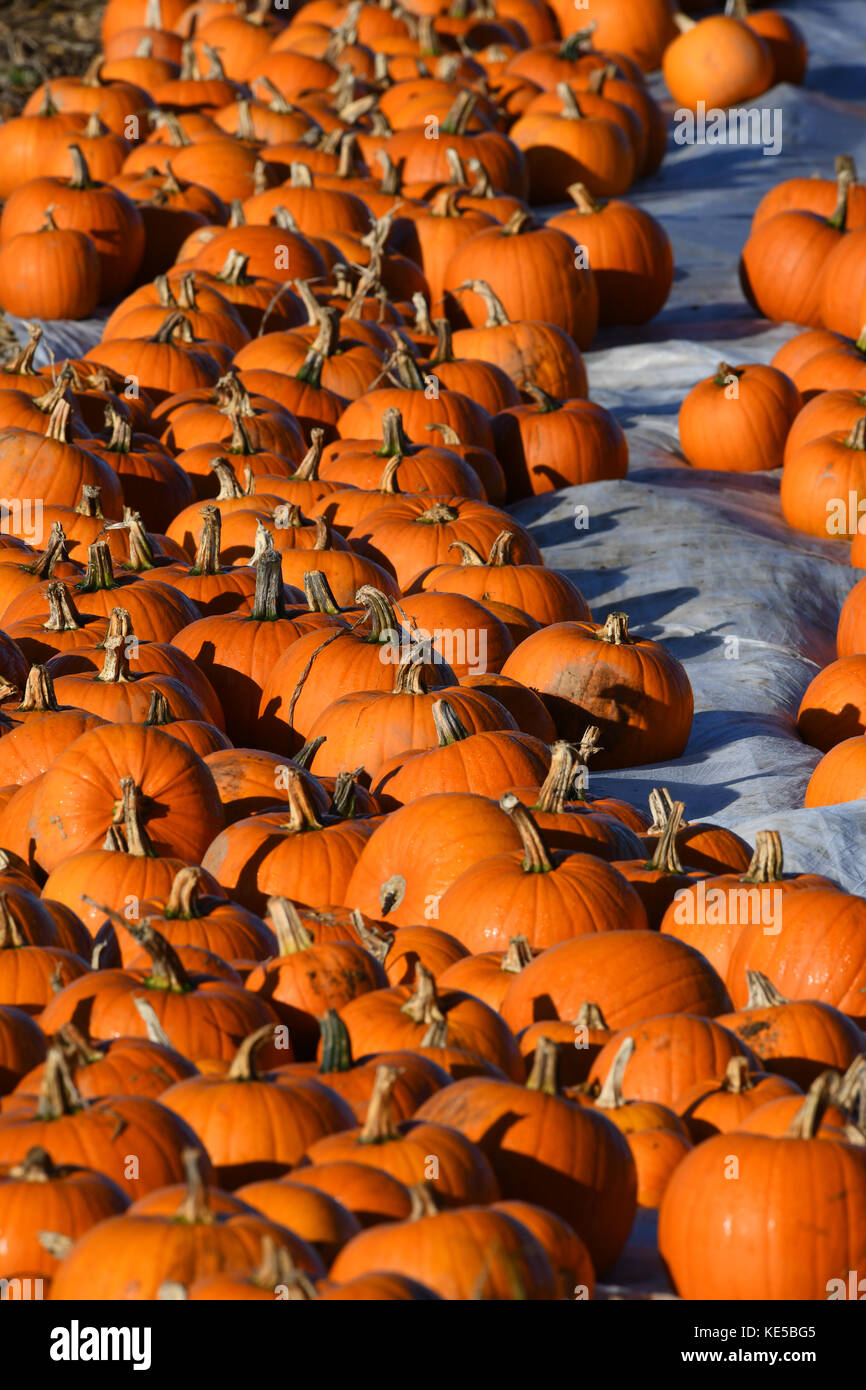 Hundreds of pumpkins sitting in a field ready for harvesting for ...