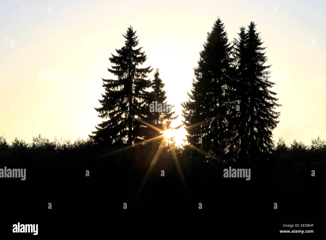 The Sun takes the shape of a star when it sets behind large spruce trees in Autumn. Copy space. Stock Photo