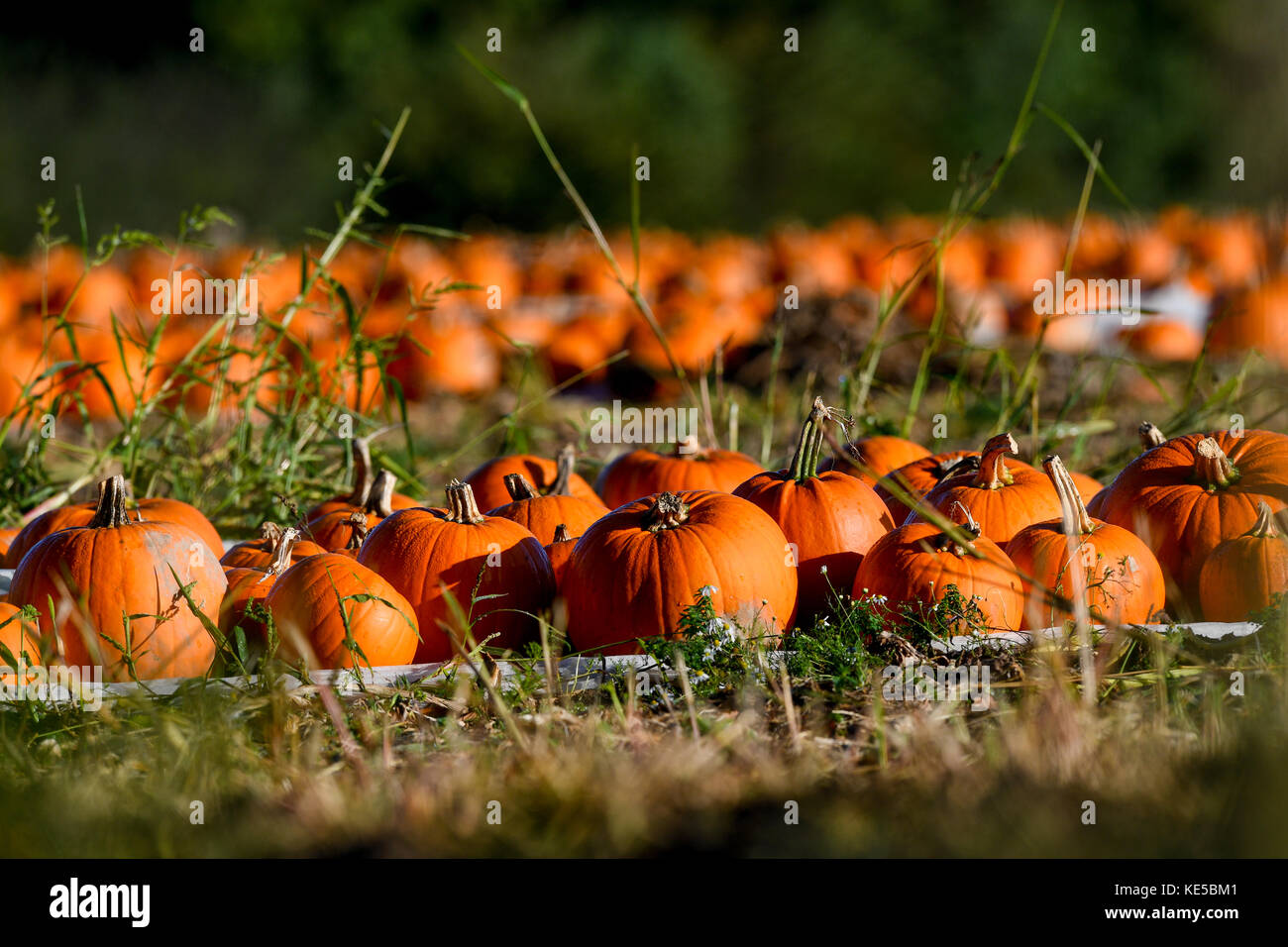 Hundreds of pumpkins sitting in a field ready for harvesting for ...