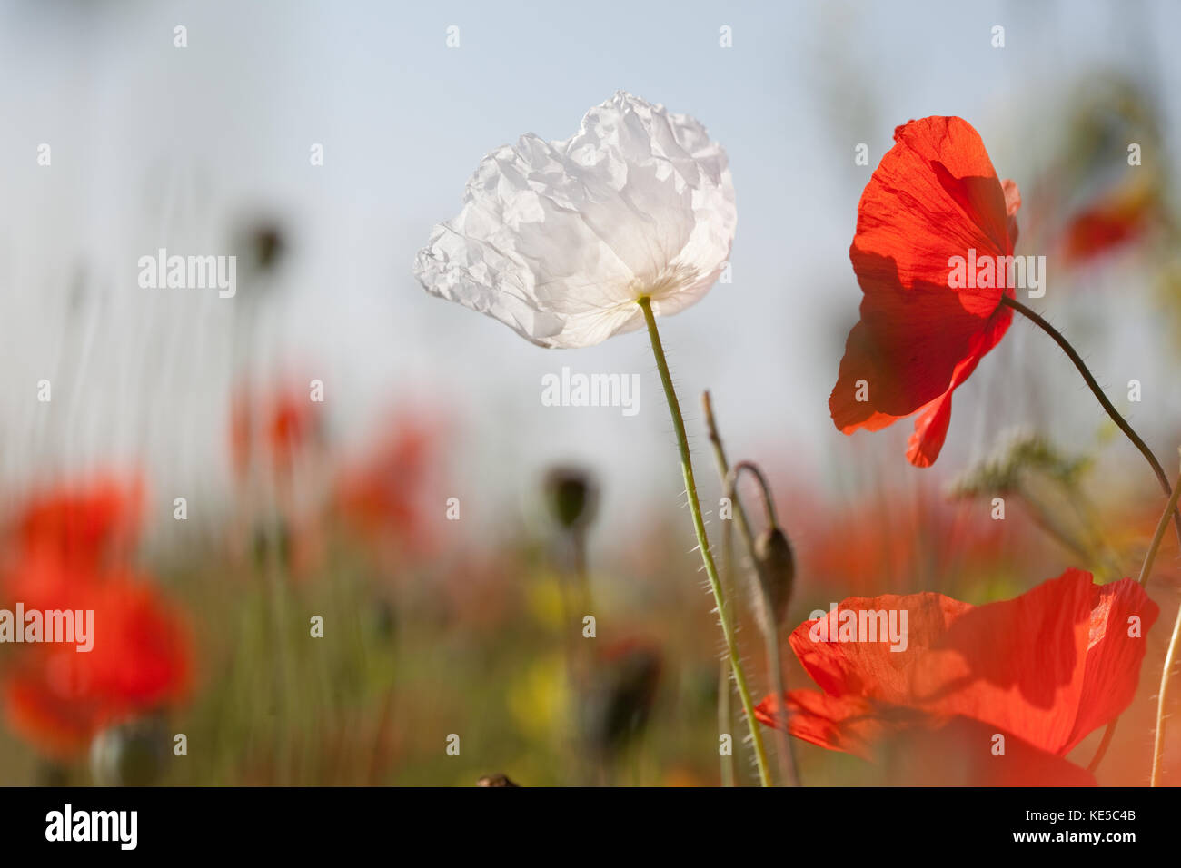 White peace poppy hi-res stock photography and images - Alamy