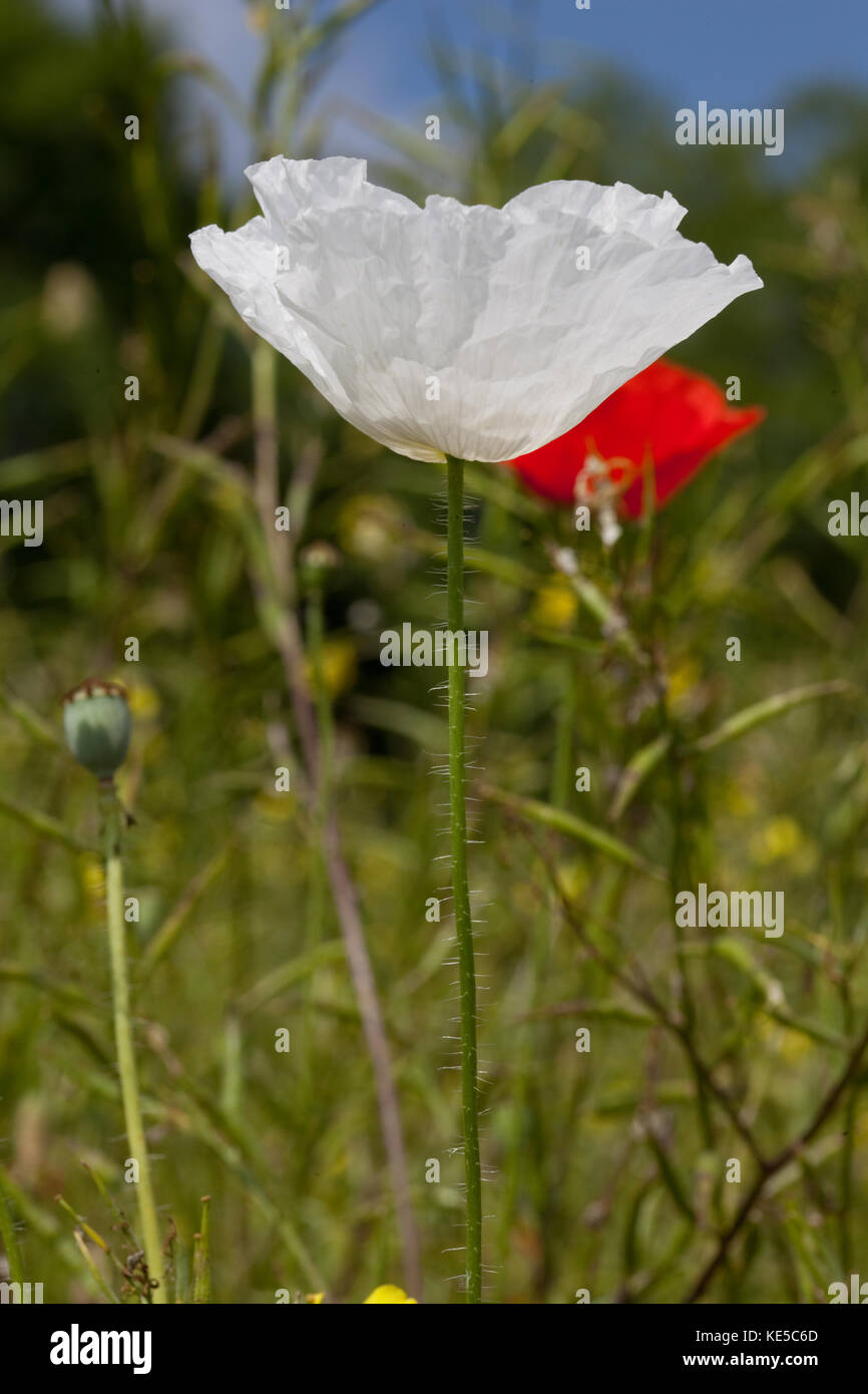 white poppy growing in field of red poppies Stock Photo