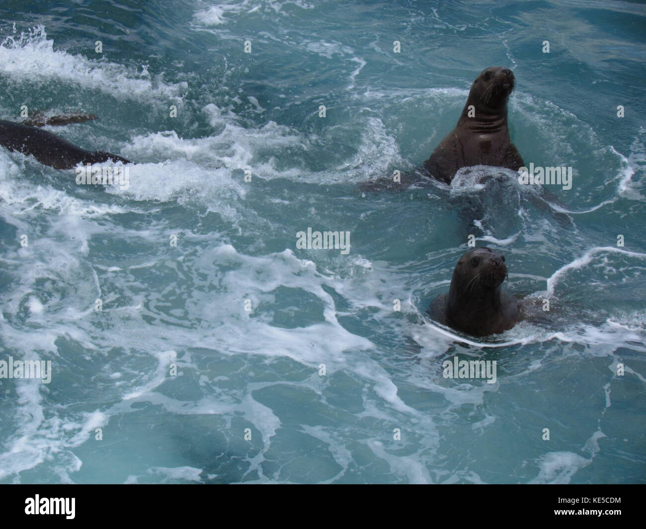 Seals playing in water Stock Photo Alamy