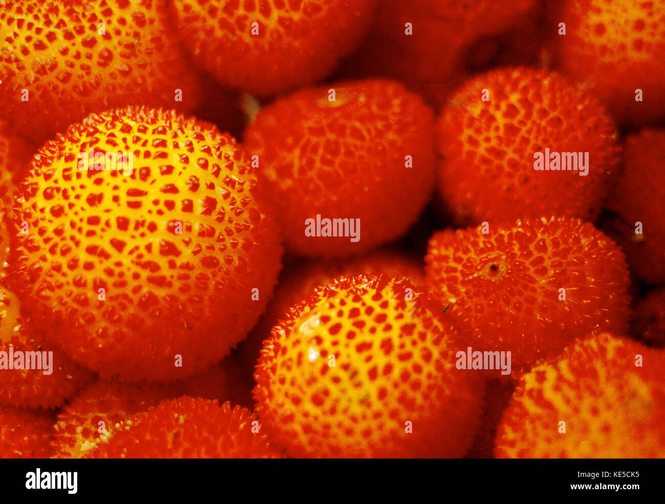 Arbutus, close view Stock Photo Alamy