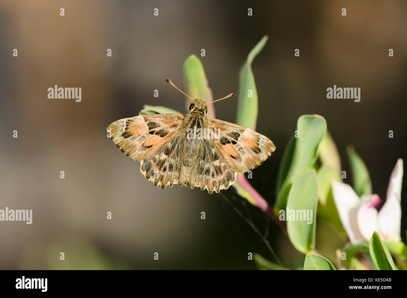 Mallow skipper, butterfly, Carcharodus alceae resting, Andalusia, Spain. Stock Photo
