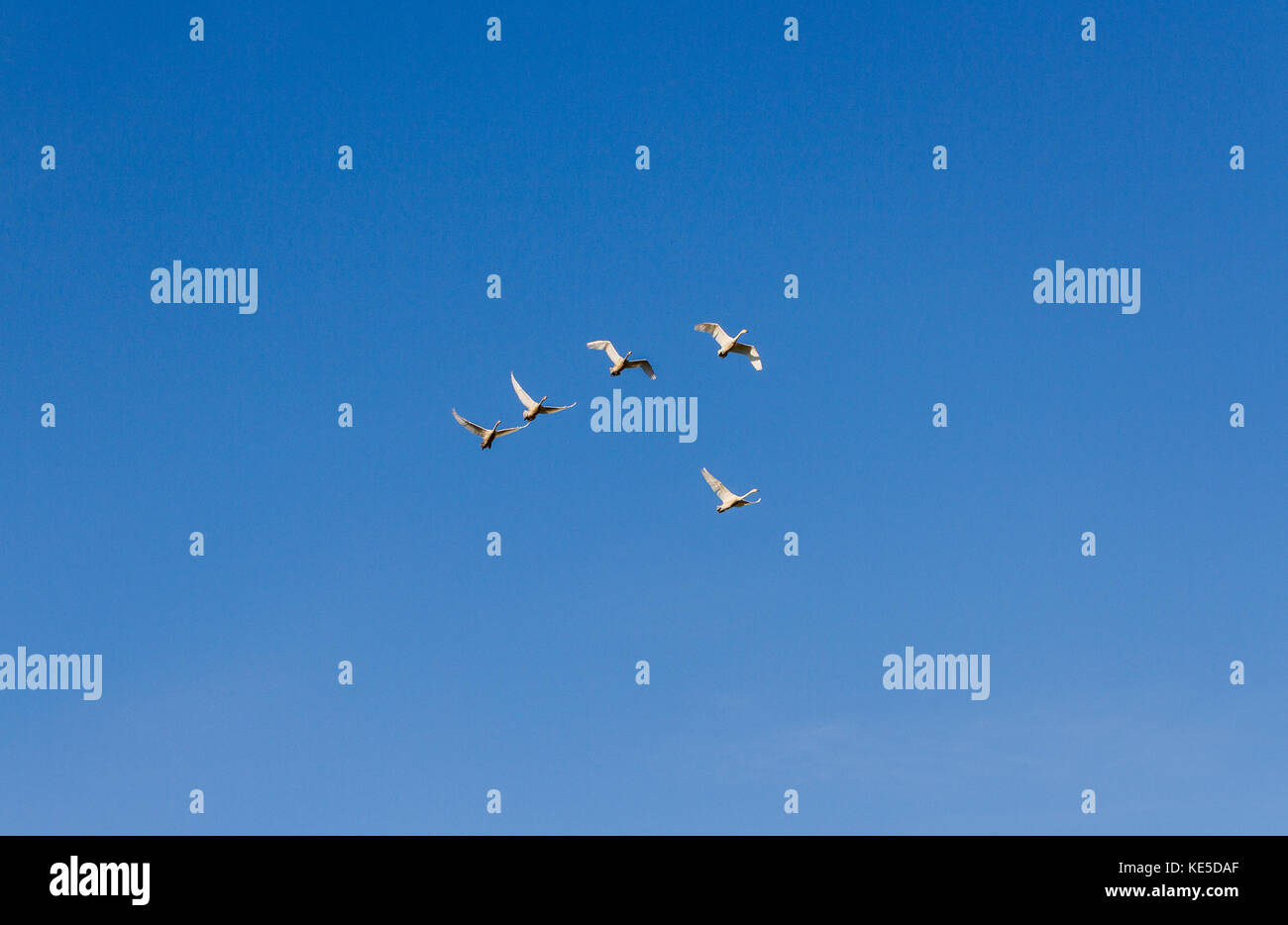 Flock of birds in the blue sky Stock Photo - Alamy