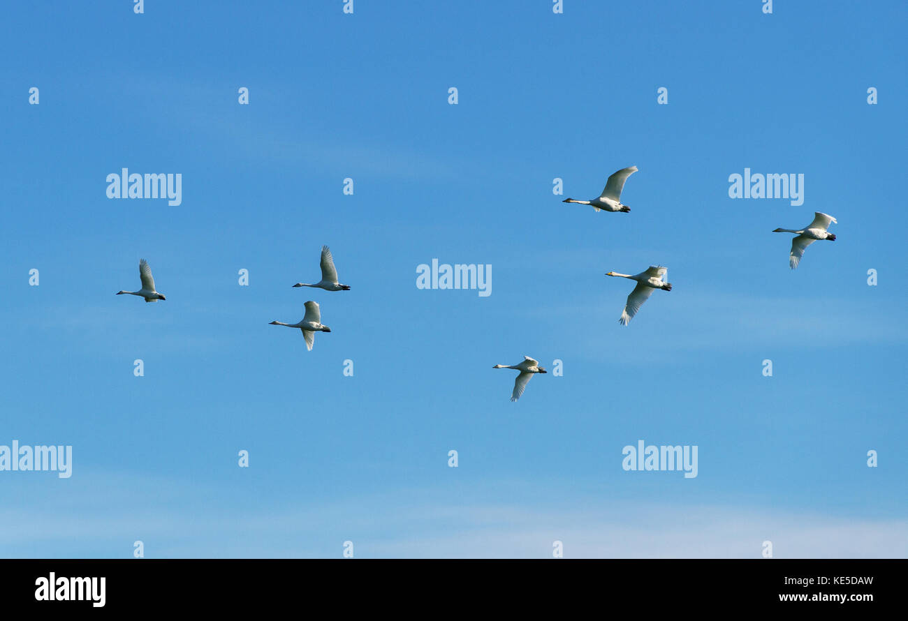 Flock of birds in the blue sky Stock Photo - Alamy