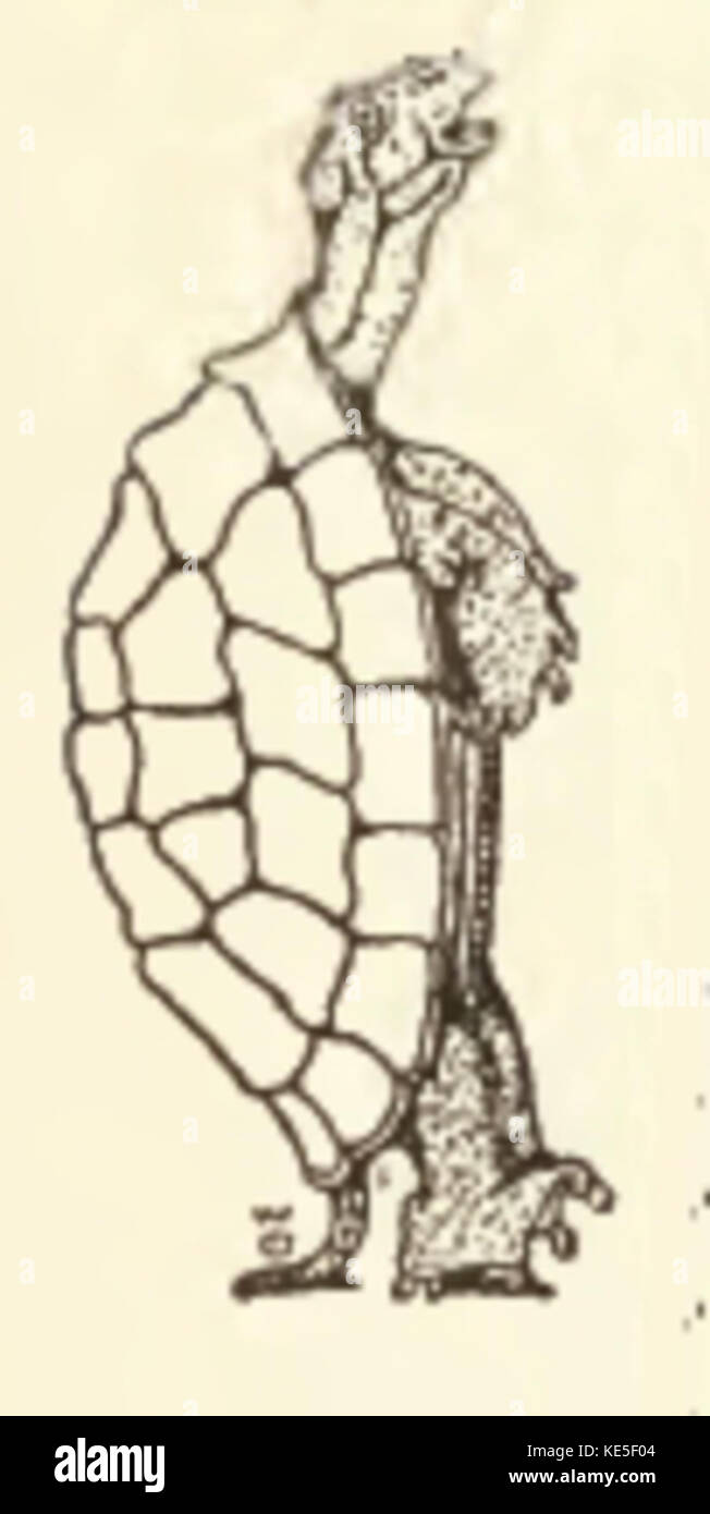 Mythological turtle hi-res stock photography and images - Alamy