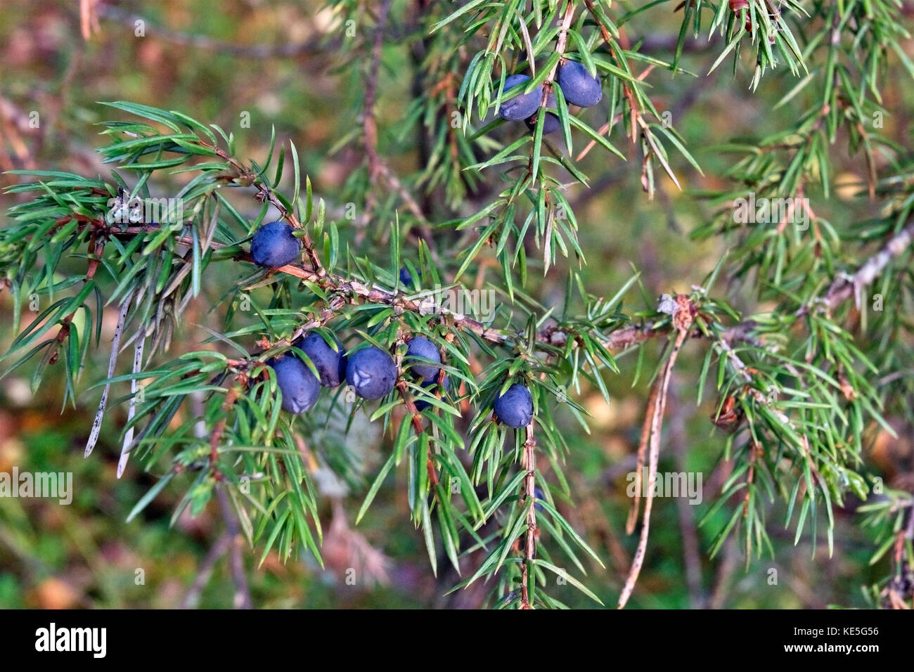 Juniperus communis, the Common Juniper Stock Photo