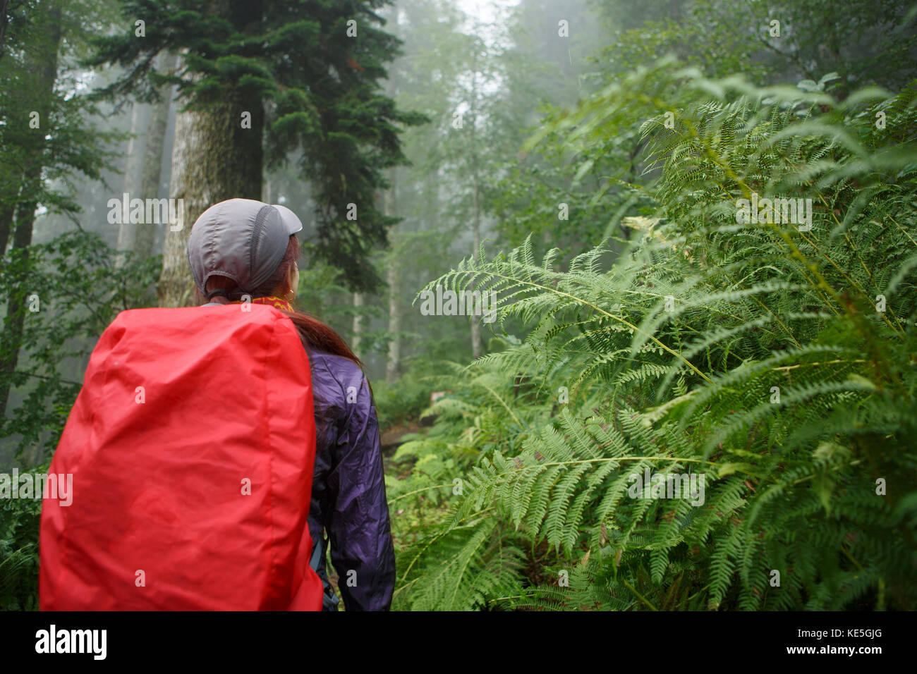 Photo from back of girl with backpack near fern in forest Stock Photo ...