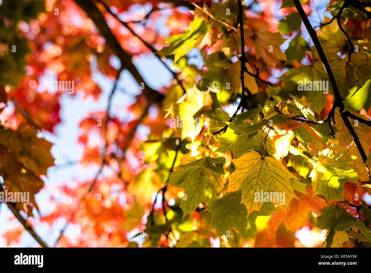 Yellow, red and green maple autumn leaves on tree at sunny day. Wallpaper, background Stock Photo