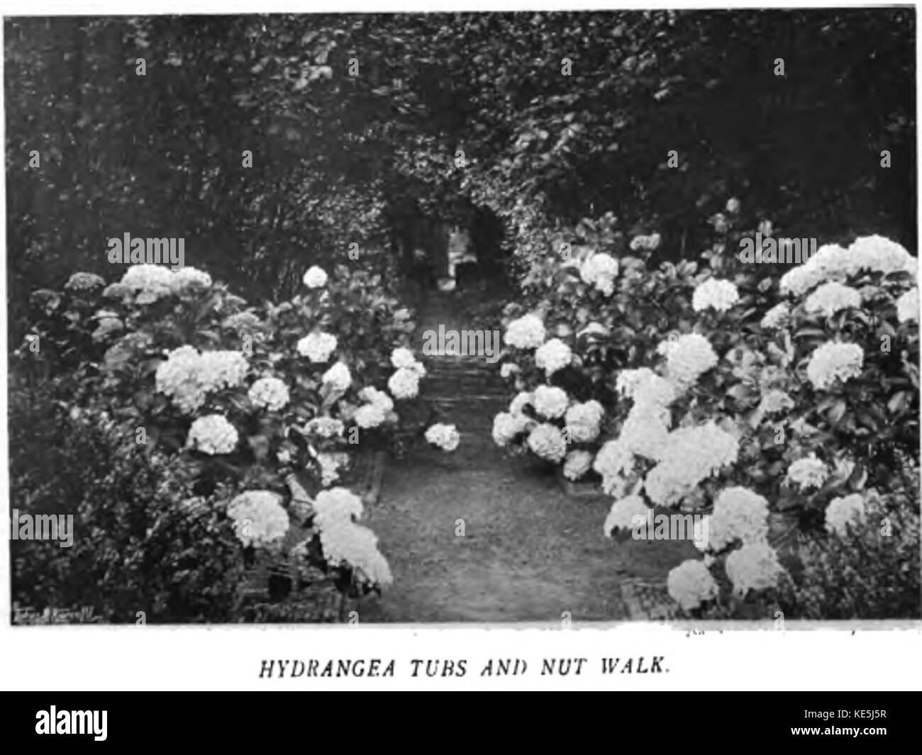 Colour in the Flower Garden120 Stock Photo Alamy