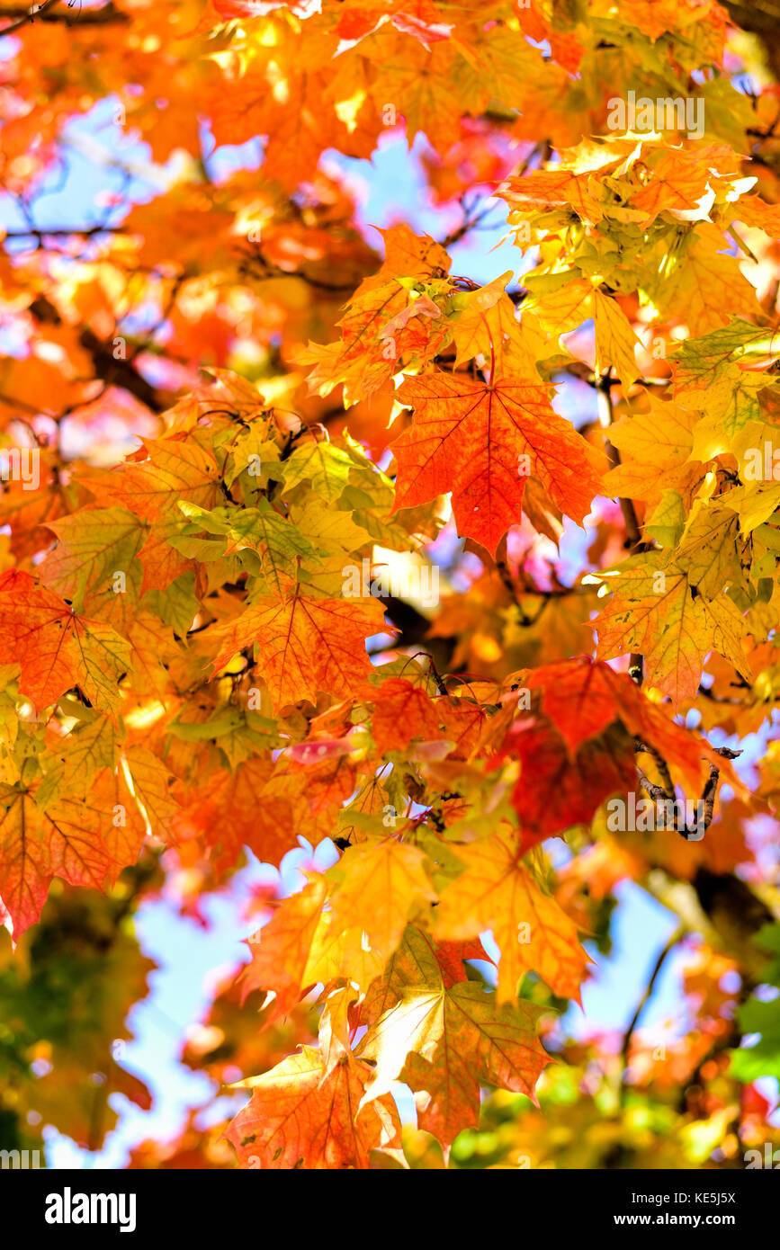 Yellow, red and green maple autumn leaves on tree at sunny day. Wallpaper, background Stock Photo