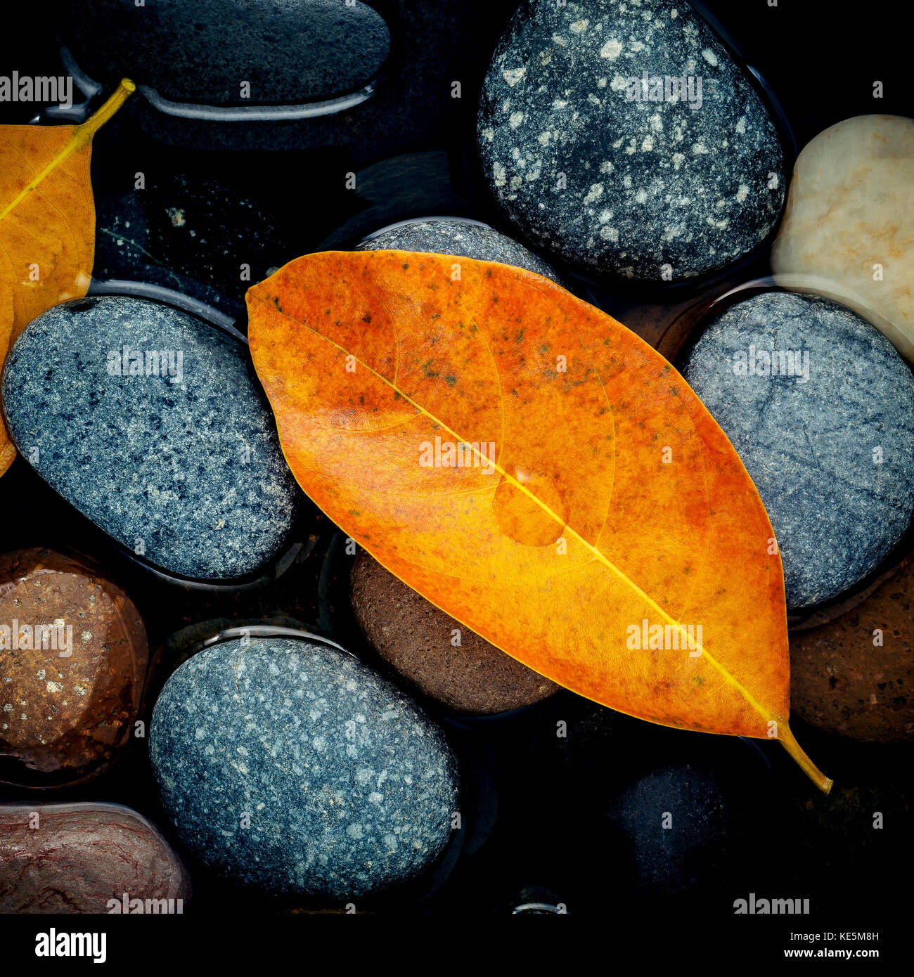 Autumn Season And Peaceful Concepts Orange Leaf On River Stone Abstract Background Of Autumn Leaf On Black Stone With Water Drop Stock Photo Alamy