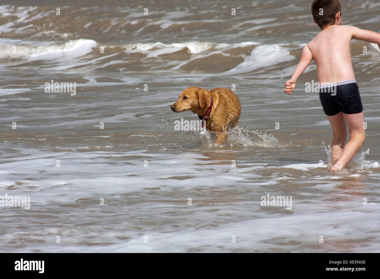 Small boy in swimming trunks and dog playing in the sea Stock Photo