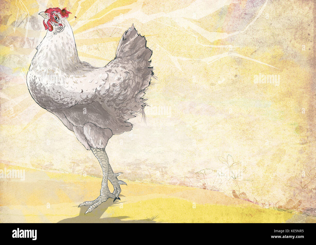 White chicken walking outdoors Stock Photo Alamy