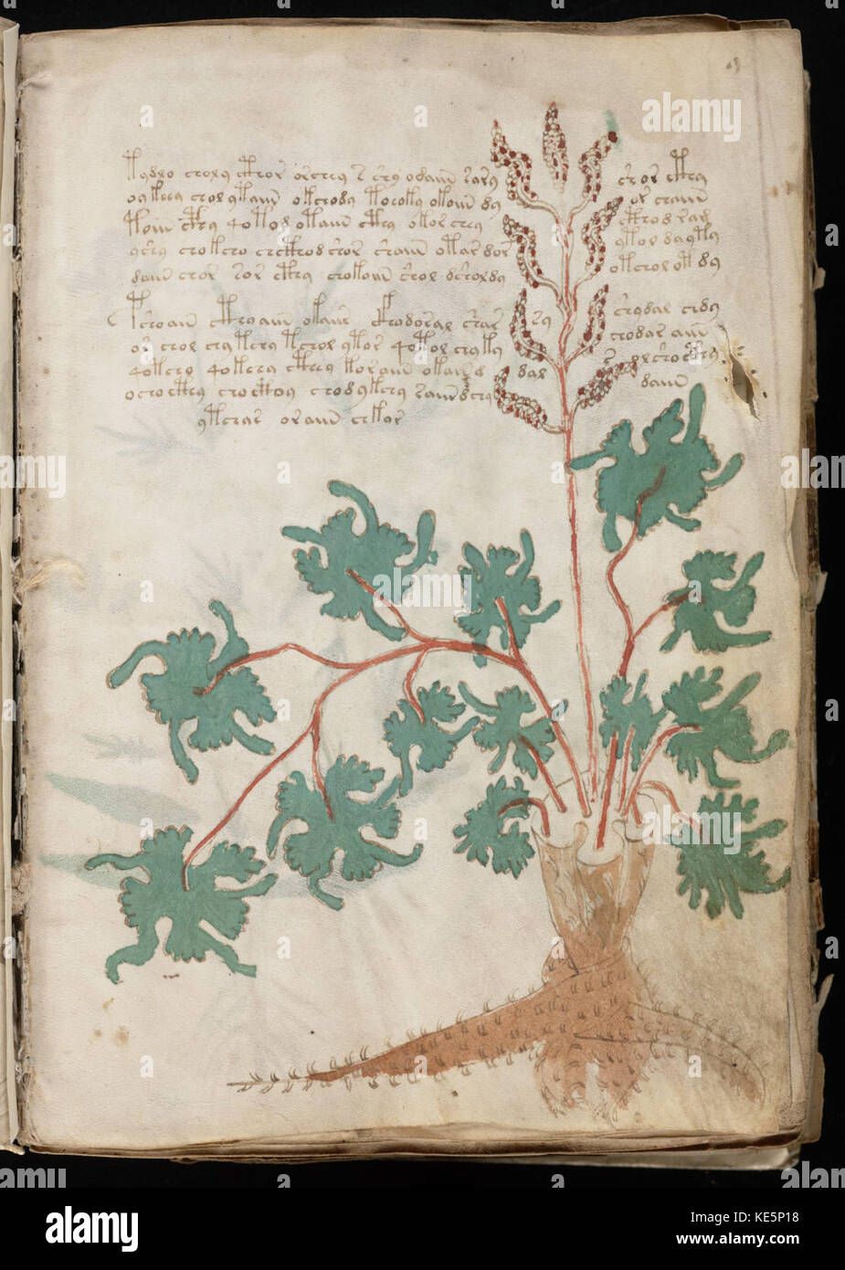 An entry in the Voynich Manuscript, a mysterious and undeciphered 15th ...