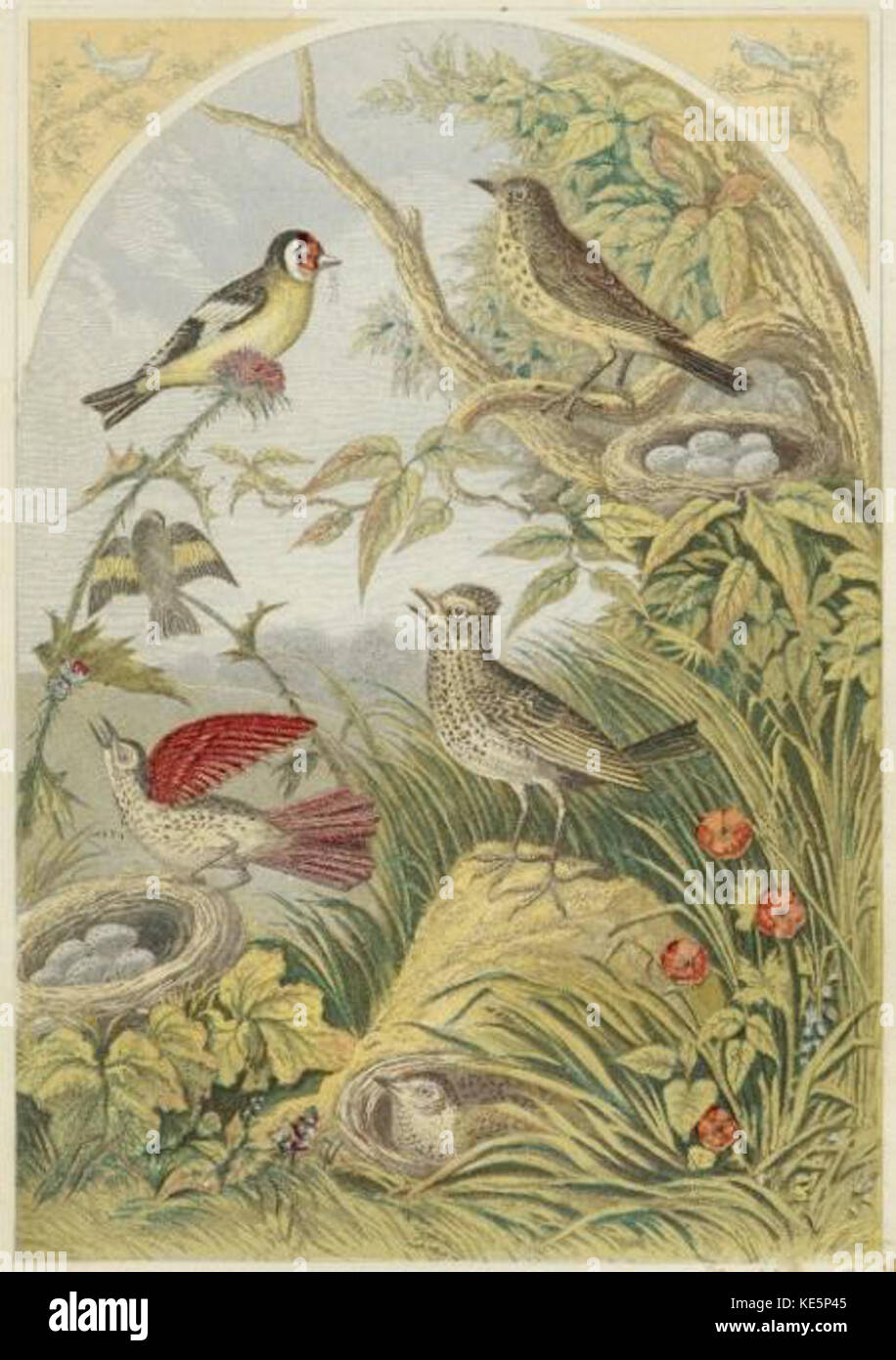 Vintage bird book hi-res stock photography and images - Alamy