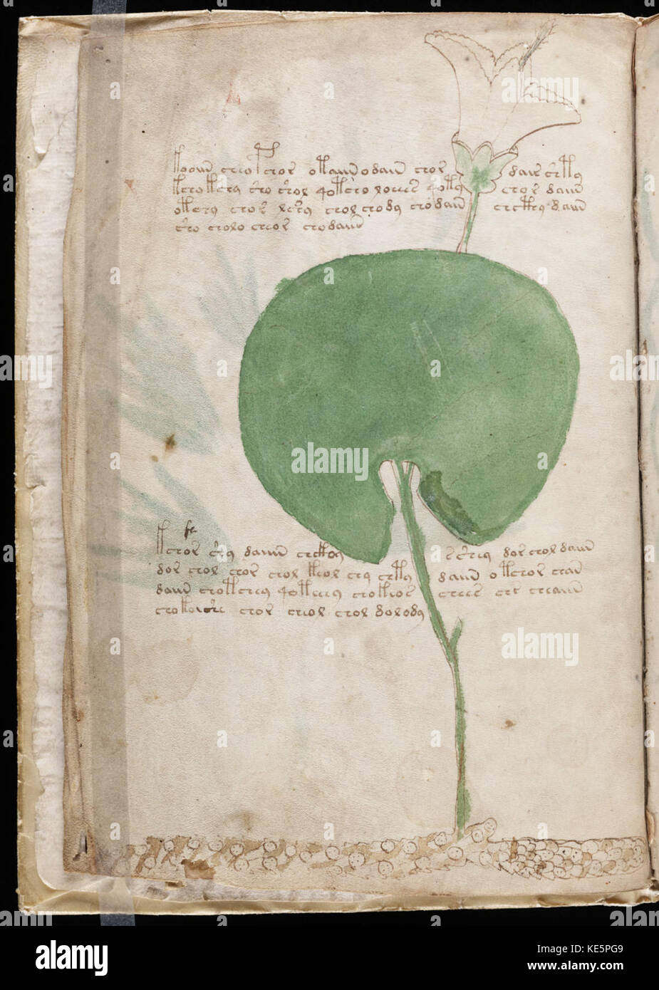 Voynich Manuscript (6 Stock Photo Alamy