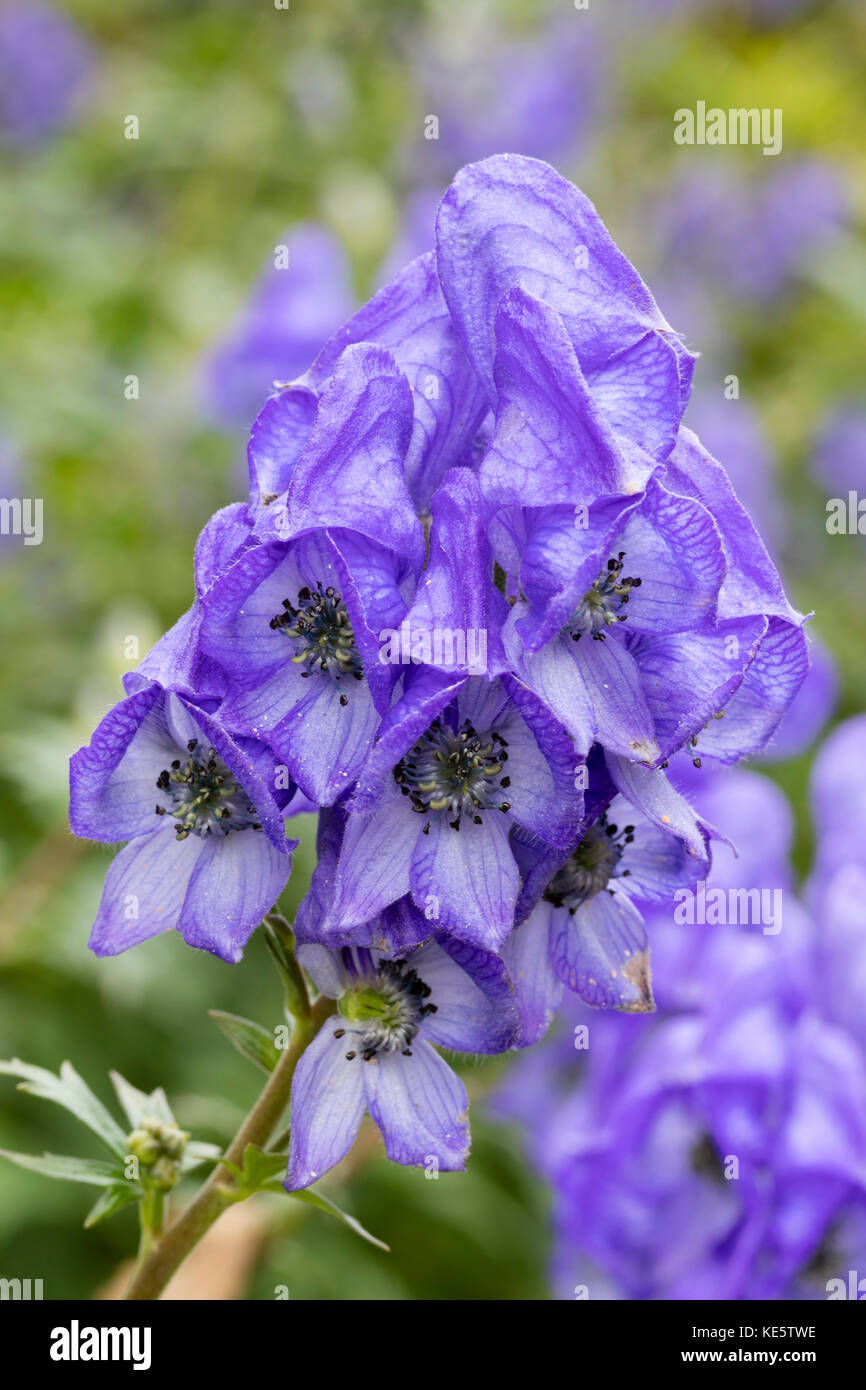 Pale blue flowers of  a late blooming stand of monkshood, Aconitum carmichaeli Stock Photo