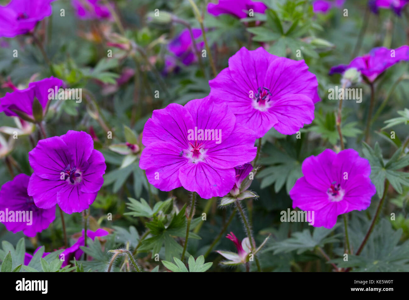 Large red-pink flowers of the compact spreading perennial bloody cranesbill, Geranium sanguineum 'Tiny Monster' Stock Photo