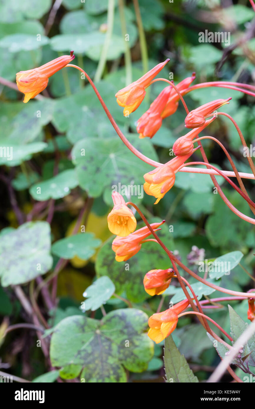 Late blooming hires stock photography and images Alamy