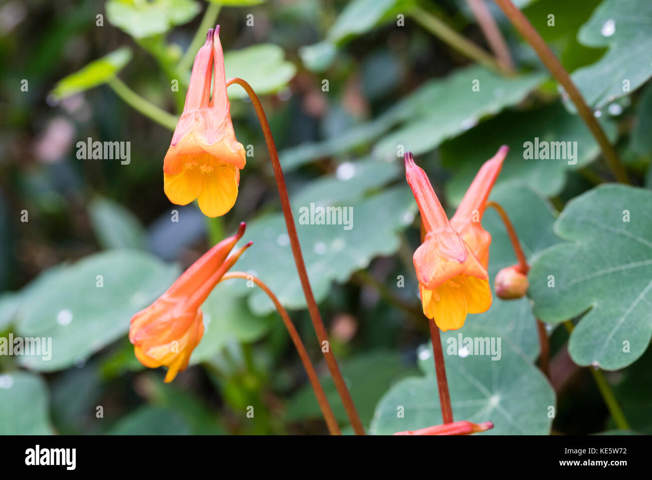 October flowers of the late blooming perennial climber, Tropaeolum tuberosum var. lineamaculatum 'Ken Aslet' Stock Photo