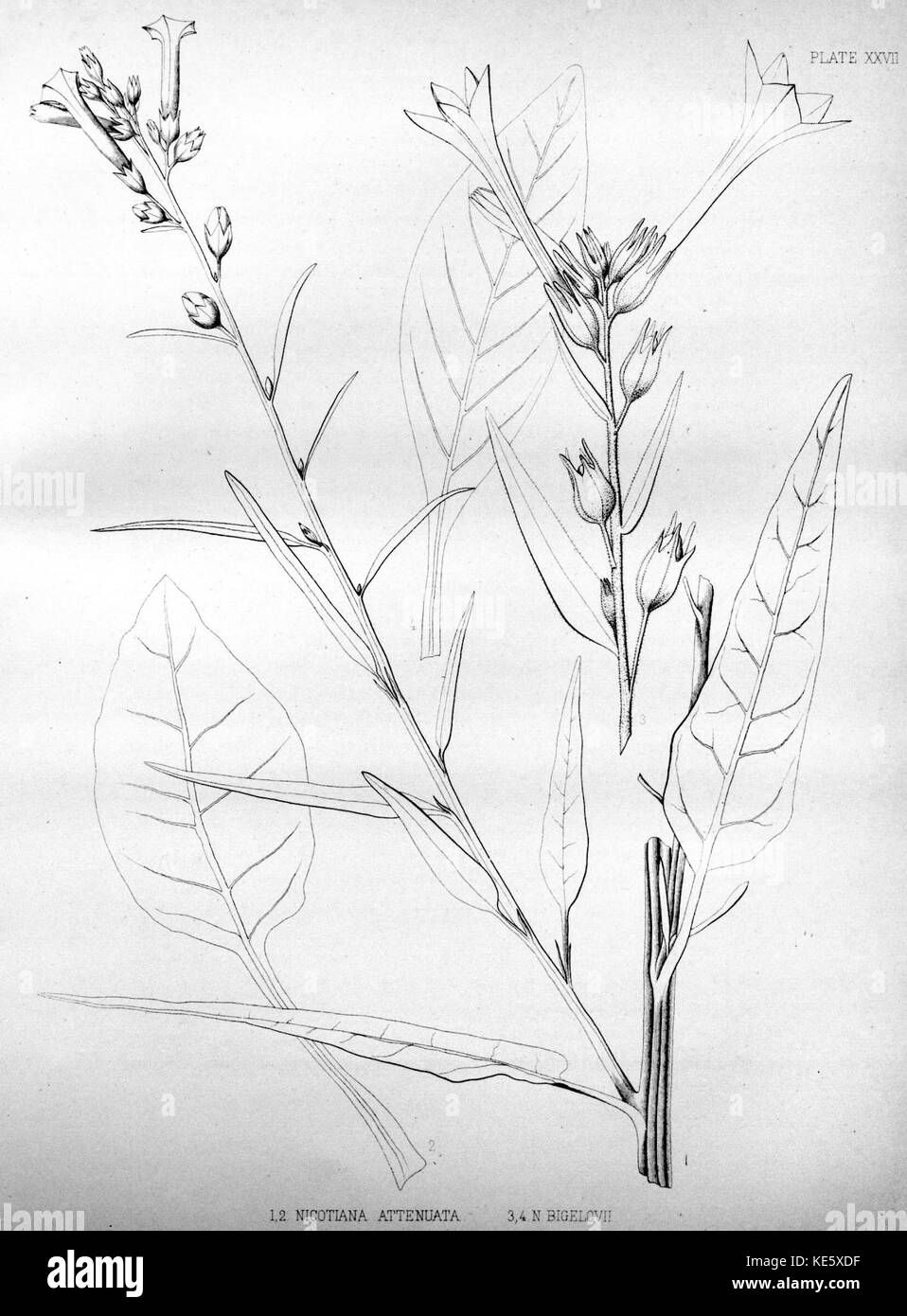 Watson 1871 Nicotiana attenuata Nicotiana bigelovii Stock Photo Alamy