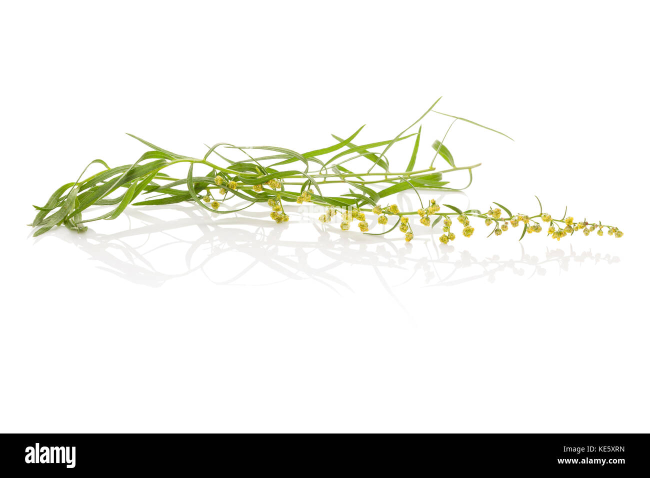 Tarragon, also known as estragon. Artemisia dracunculus. Culinary and medicinal herb. Isolated