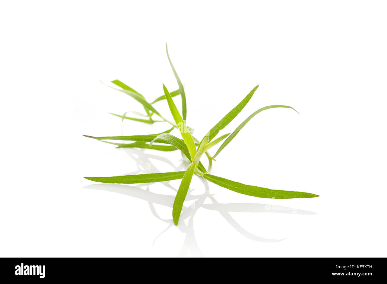 Tarragon, also known as estragon. Artemisia dracunculus. Culinary and