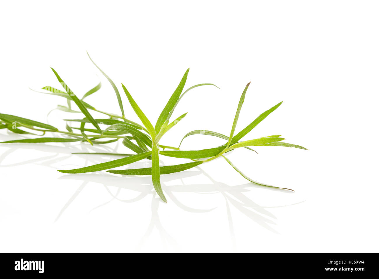 Tarragon, also known as estragon. Artemisia dracunculus. Culinary and