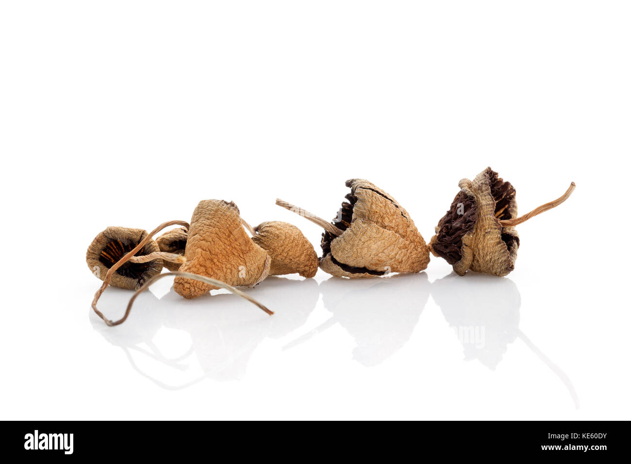 Liberty caps, magic mushrooms. Psilocybin mushroom isolated on white background. Natural remedy, alternative medicine. Stock Photo
