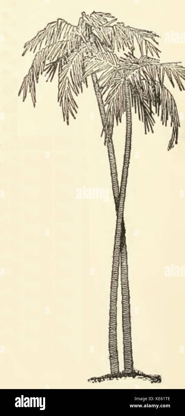 Palmyra Palm 3D model - Download Plants on 3DModels.org