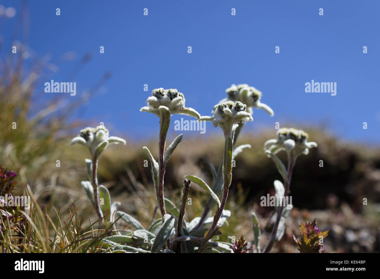 Alpine flower, Leontopodium alpinum (Edelweiss) with cloudy sky as background. Copy space. Stock Photo