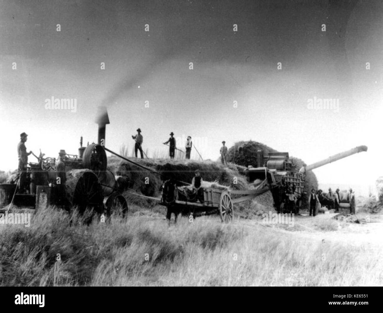 Trilla valle del Chubut 1910 Stock Photo