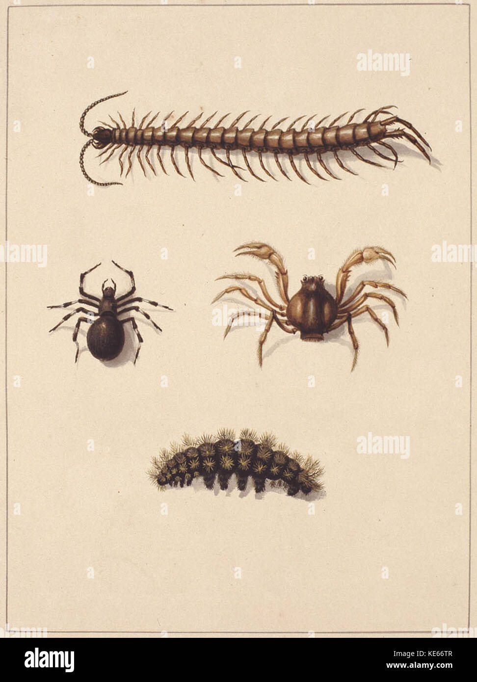 797151 f 11 Insects of New South Wales Stock Photo - Alamy