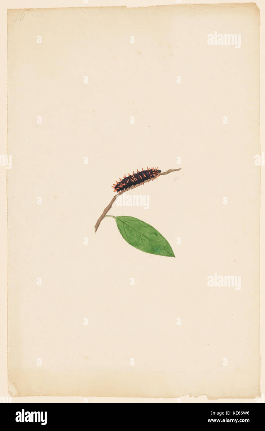 Historical insect cataloging hi-res stock photography and images - Alamy