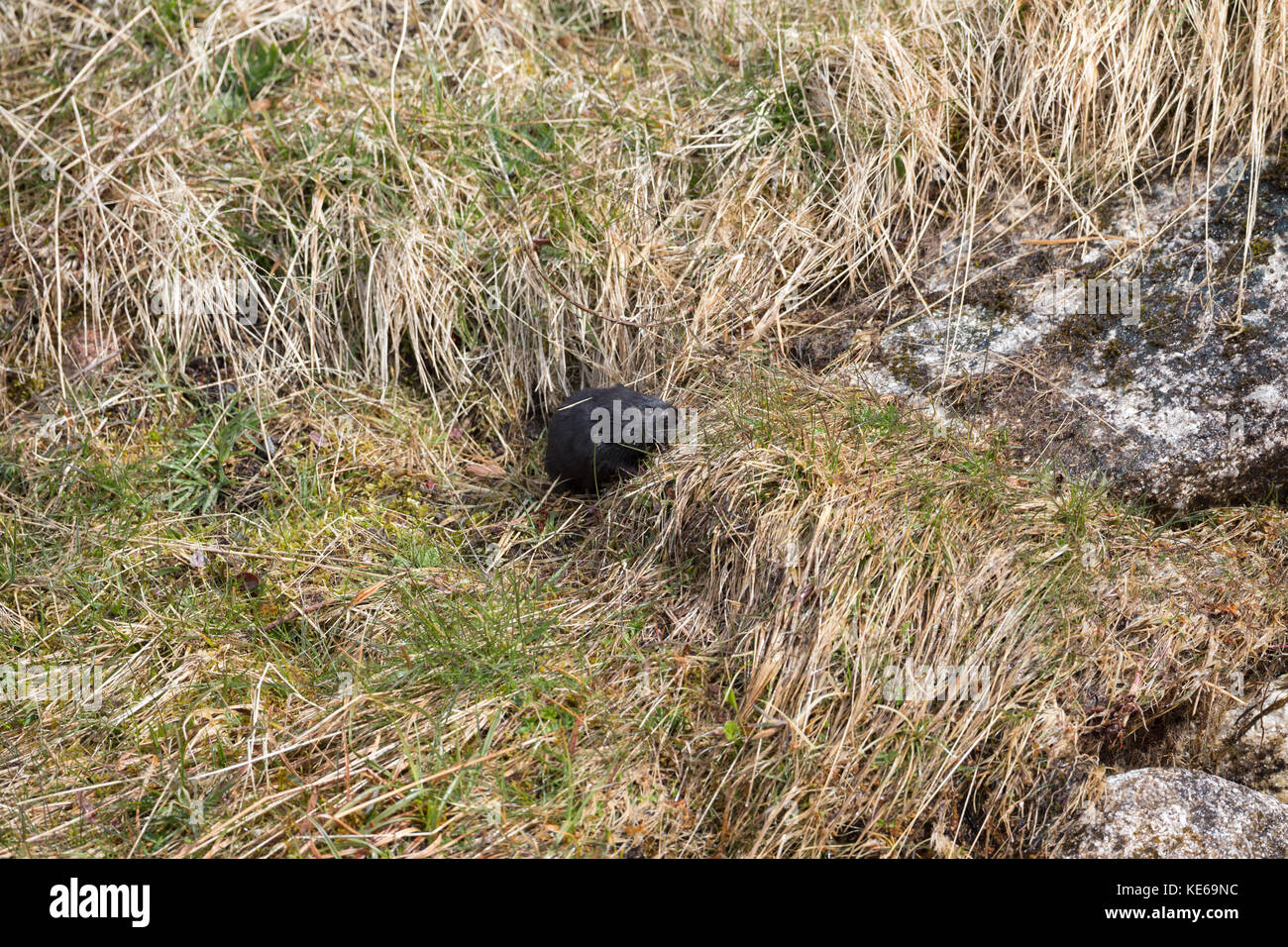 Rare black european water vole (Arvicola amphibius) in the Scottish Highands. Stock Photo