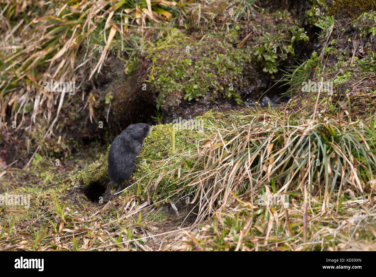 Rare black european water vole (Arvicola amphibius) in the Scottish Highands. Stock Photo